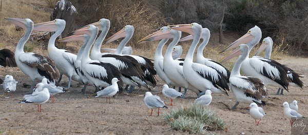 AustraliaEast 10  167